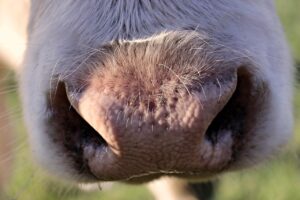 Granulowany susz z lucerny